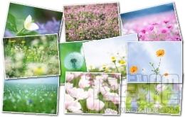 壁纸精选,山花烂漫第一辑壁纸,山花烂漫壁纸,山花烂漫壁纸下载